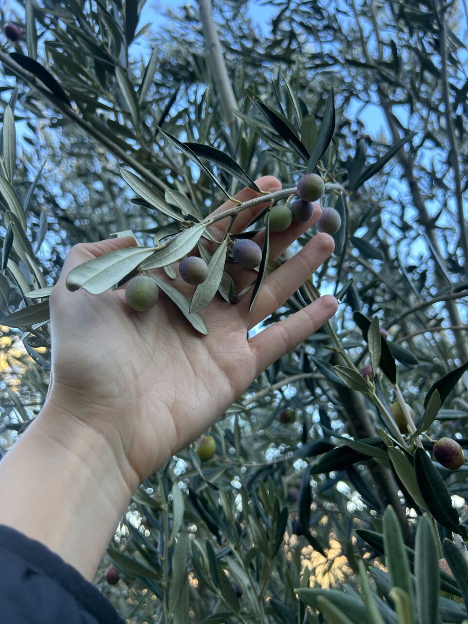Topraktan Başlayan Bir Mucize 